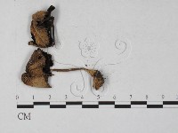 藏品(鬼傘屬)的圖片