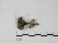 藏品(炭角菌屬)的圖片