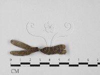 藏品(炭角菌屬)的圖片