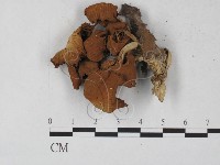 藏品(盔孢傘屬)的圖片