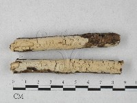 藏品(顯絲菌屬)的圖片