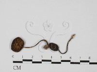 藏品(粉褶菌屬)的圖片