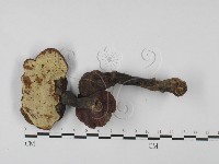 藏品(靈芝屬)的圖片