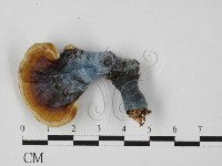 藏品(靈芝屬)的圖片