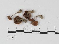 藏品(小菇屬)的圖片