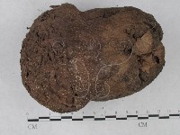 藏品(紫色禿馬勃)的圖片