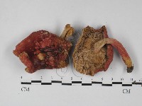 藏品(紅菇屬)的圖片