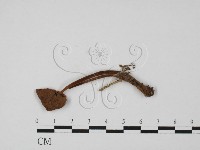 藏品(小菇屬)的圖片