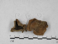 藏品(毛木耳)的圖片