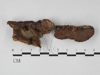 藏品(木層孔菌屬)的圖片