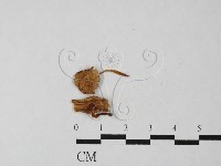 藏品(小菇屬)的圖片