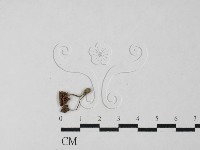 藏品(小菇屬)的圖片