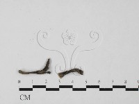 藏品(炭角菌屬)的圖片