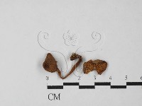 藏品(小菇屬)的圖片