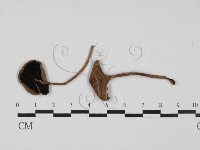 藏品(鬼傘屬)的圖片