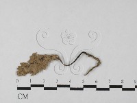 藏品(炭角菌屬)的圖片