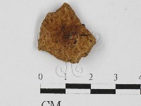 藏品(紅菇屬)的圖片