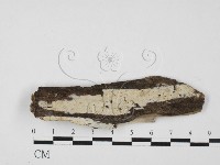 藏品(絲皮菌屬)的圖片