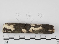 藏品(射脈菌屬)的圖片