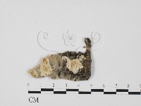 藏品(顯絲菌屬)的圖片