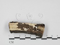 藏品(射脈菌屬)的圖片