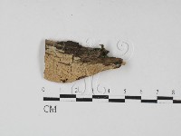 藏品(絲齒菌屬)的圖片