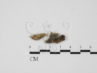 藏品(韌革菌屬)的圖片