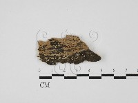 藏品(齒耳菌屬)的圖片