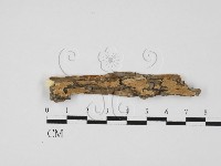 藏品(齒耳菌屬)的圖片