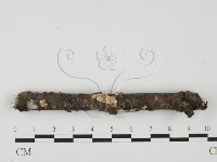 藏品(柱擔菌屬)的圖片