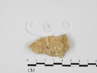 藏品(顯絲菌屬)的圖片