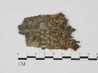 藏品(齒耳菌屬)的圖片