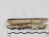 藏品(剛毛絲皮菌)的圖片