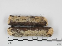 藏品(射脈菌屬)的圖片