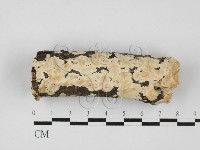 藏品(齒耳菌屬)的圖片