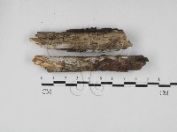 藏品(冇骨消絲齒菌)的圖片