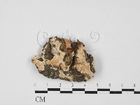 藏品(容氏菌屬)的圖片