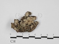 藏品(射脈菌屬)的圖片