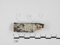藏品(絲皮菌屬)的圖片