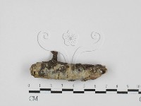 藏品(顯絲菌屬)的圖片