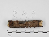 藏品(刺革菌屬)的圖片