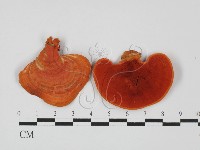 藏品(血紅密孔菌)的圖片