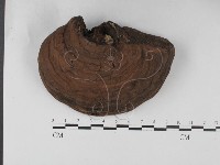 藏品(靈芝屬)的圖片