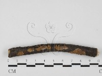 藏品(刺革菌屬)的圖片