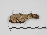 藏品(附毛菌屬)的圖片