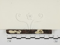 藏品(盤革菌屬)的圖片