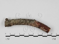 藏品(附毛菌屬)的圖片