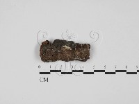 藏品(附毛菌屬)的圖片