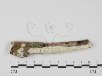 藏品(絲皮菌屬)的圖片