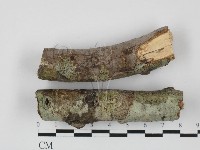 藏品(筍殼菌屬)的圖片